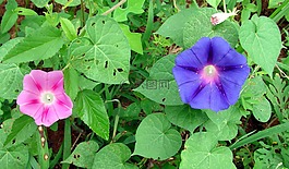 牽?；?鮮花,多彩