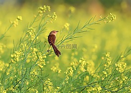 花卉改革,黃,鳥