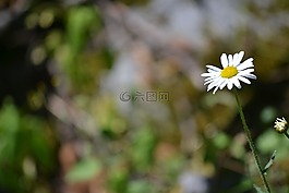雛菊,花,野生