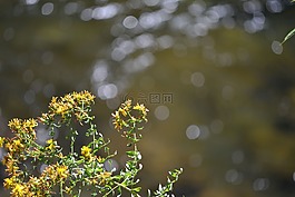 黄色,花,水
