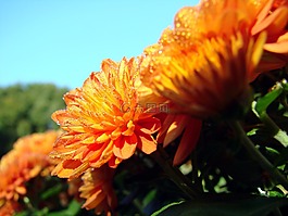 菊花,花,露水