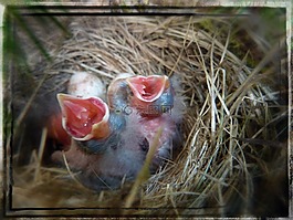 鳥,巢,小雞
