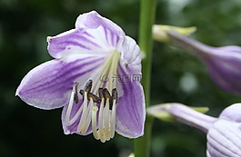 花,紫色,玉簪
