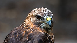 鵟,捕食者,鳥