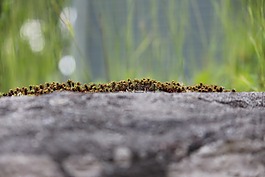 攝影背景,苔,自然