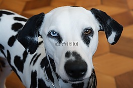 動物,狗,dalmatians