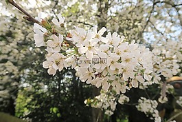 阳光,充满活力,植物