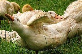 鵝,動物,白