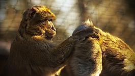 猴子,動(dòng)物園,猿