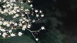 春,平复,植物
