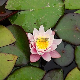 睡蓮,花,百合