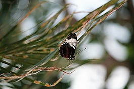 蝴蝶,昆蟲,性質(zhì)