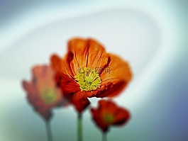 鮮花,性質(zhì),花園