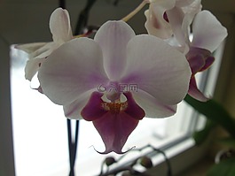 蘭花,廠,鮮花