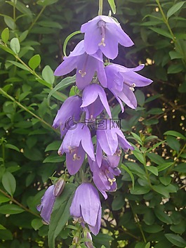花,野生花卉,紫