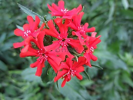 燃燒的愛(ài),花,紅色