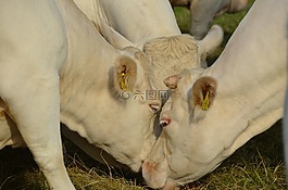 牛,奶牛,反芻動物