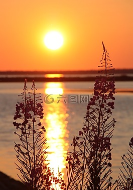 報(bào)春花,日落,景觀