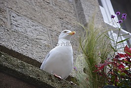 海鷗,海鳥,海