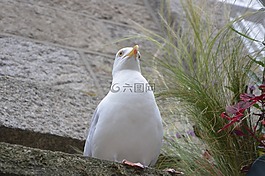 海鷗,海鳥,海
