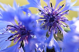矢車菊,藍色,開花