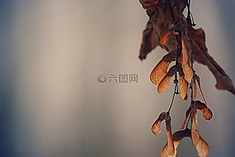 楓,樹,種子
