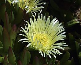 花的,植物,自然