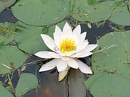 蓮花,鮮花,繡球