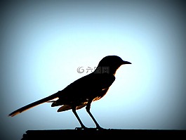 鳥,日落,發(fā)光