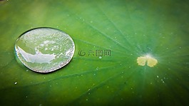 下降,自然,植物區(qū)系