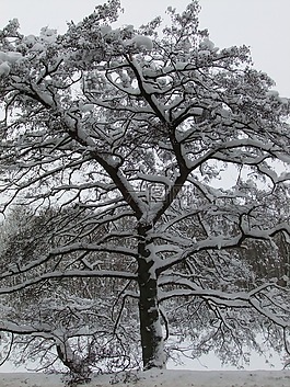 雪,冬天,樹