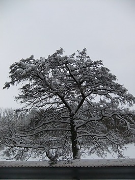 雪,冬天,白