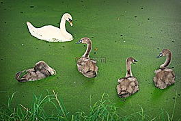 天鵝,小天鵝,鳥
