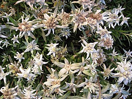 珍贵的白,秋季,鲜花