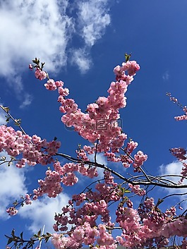 粉色,我們的性格,天空