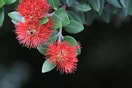 pohutakawa,metrosideros 埃克塞尔萨,新西兰