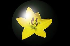 花,開(kāi)花,球