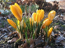 藏紅花,黃色,花