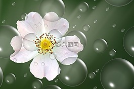 花,開花,野生玫瑰