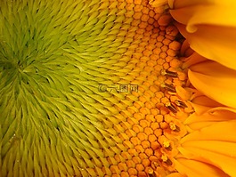自然,植物區(qū)系,花