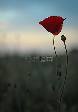 罌粟,蘇格蘭,夏天