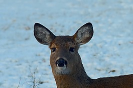 鹿,野生動物,哺乳動物