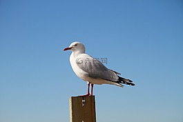海鷗,新西蘭,天空