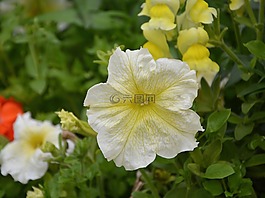 矮牽?；?夏季花卉,香水