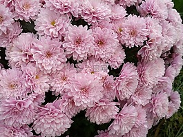 菊花,鮮花,丁香