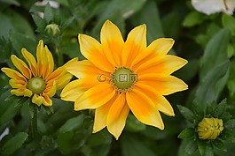 夏季花卉,黃色,橙色