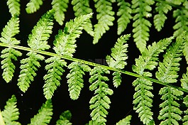 蕨類植物,葉子,黑