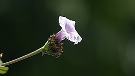 性質(zhì),花,植物區(qū)系