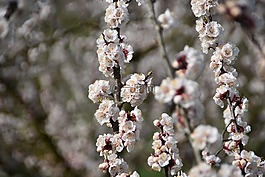 鮮花,花瓣,杏花