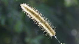 性質(zhì),穗雜草,野生